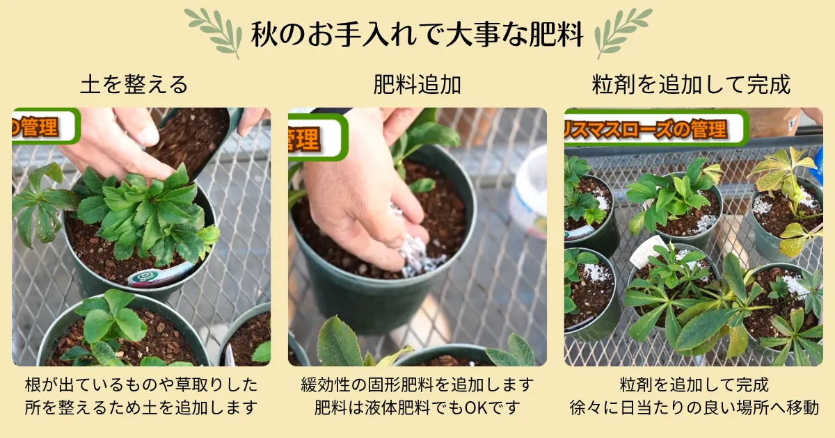 クリスマスローズの秋のお手入れ～肥料・葉の整理・植え替えのポイント～