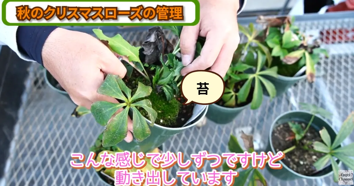 クリスマスローズの秋のお手入れ～肥料・葉の整理・植え替えのポイント～