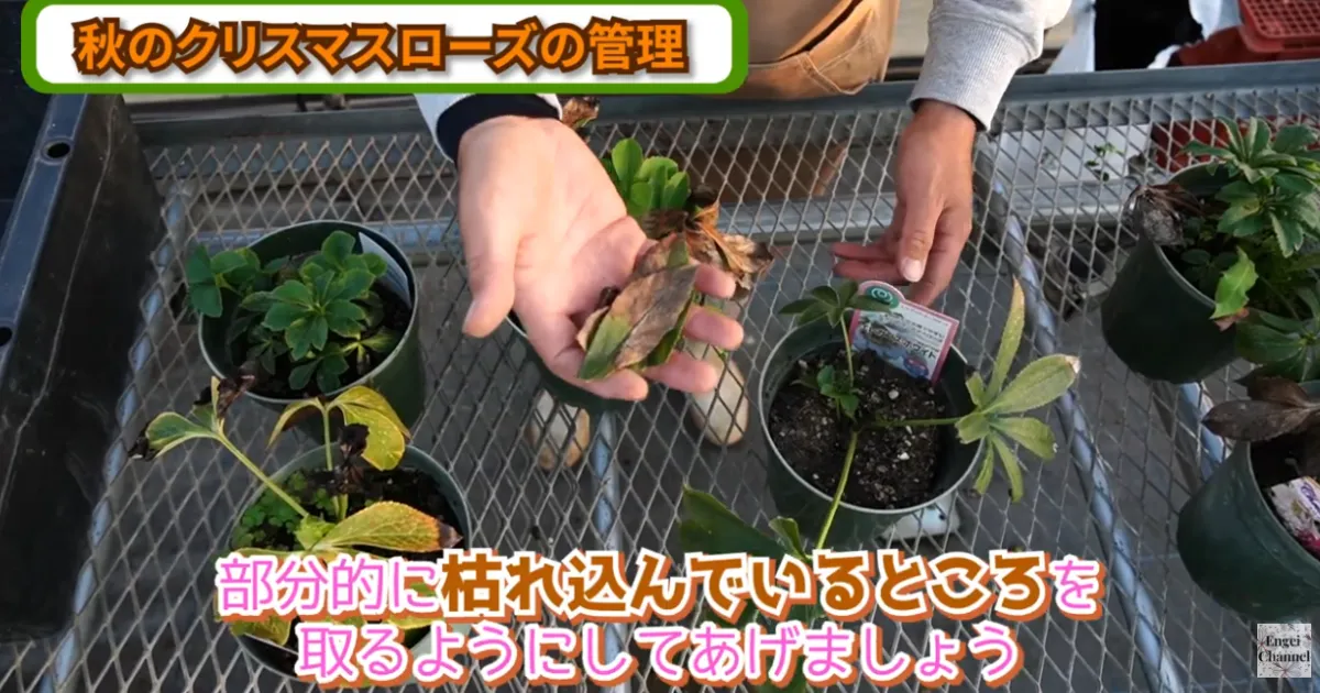 クリスマスローズの秋のお手入れ～肥料・葉の整理・植え替えのポイント～