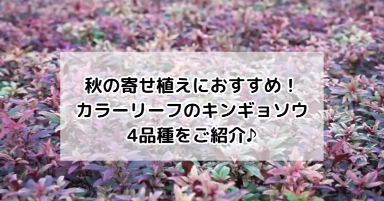 秋の寄せ植えにおすすめ！カラーリーフのキンギョソウ4品種をご紹介♪