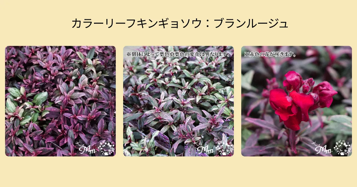 秋の寄せ植えにおすすめ！カラーリーフのキンギョソウ4品種をご紹介♪