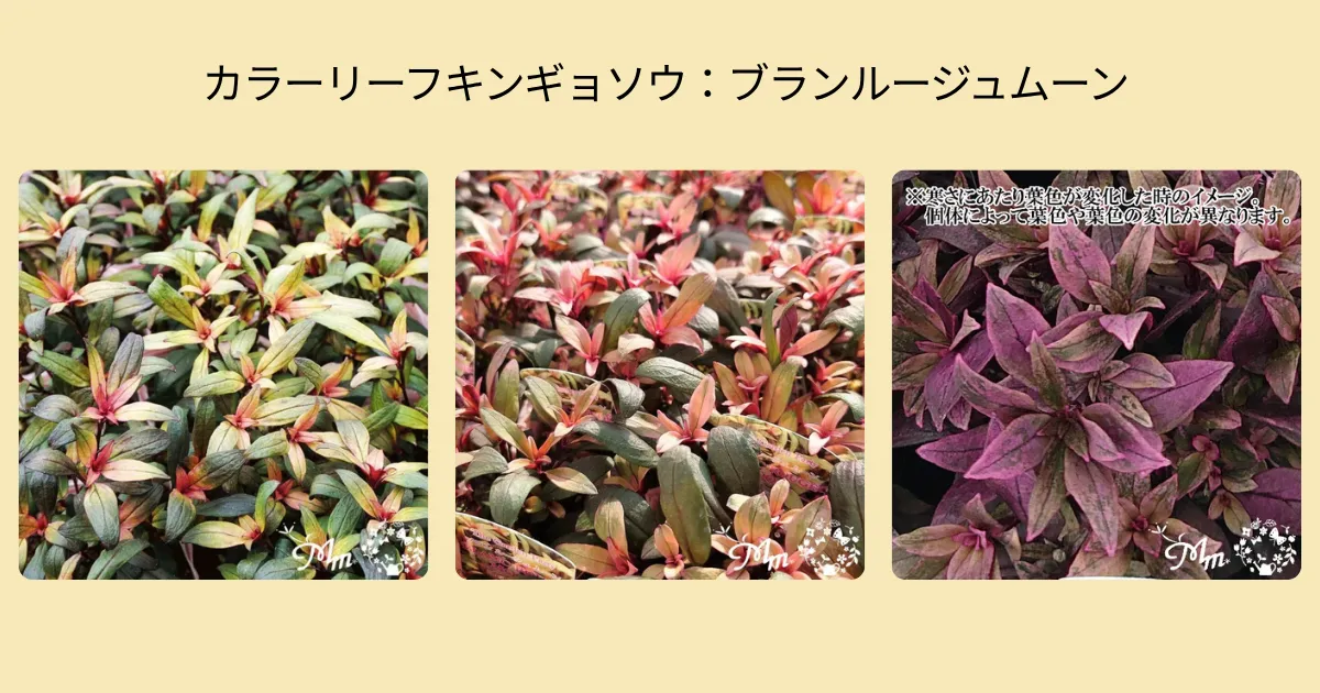 秋の寄せ植えにおすすめ！カラーリーフのキンギョソウ4品種をご紹介♪