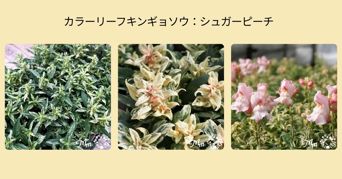 秋の寄せ植えにおすすめ！カラーリーフのキンギョソウ4品種をご紹介♪