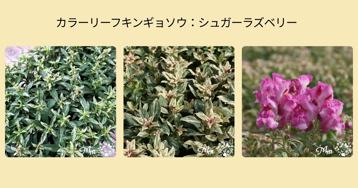 秋の寄せ植えにおすすめ！カラーリーフのキンギョソウ4品種をご紹介♪