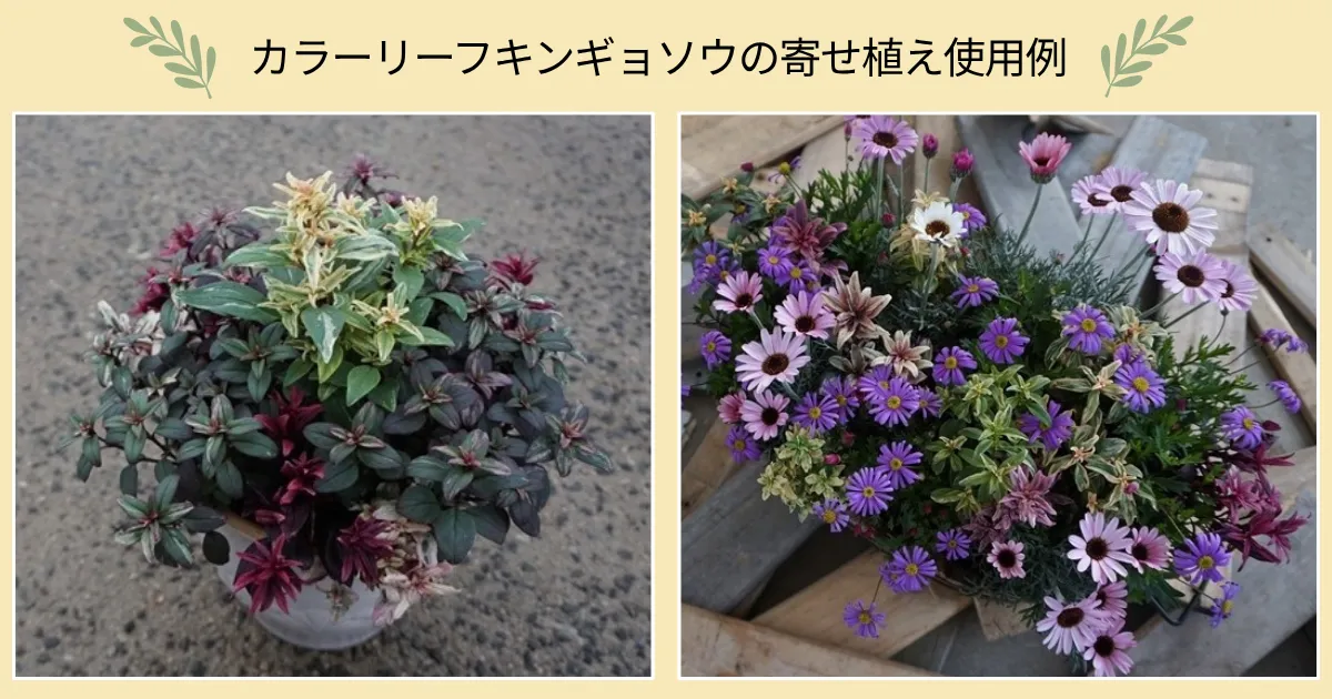 秋の寄せ植えにおすすめ！カラーリーフのキンギョソウ4品種をご紹介♪