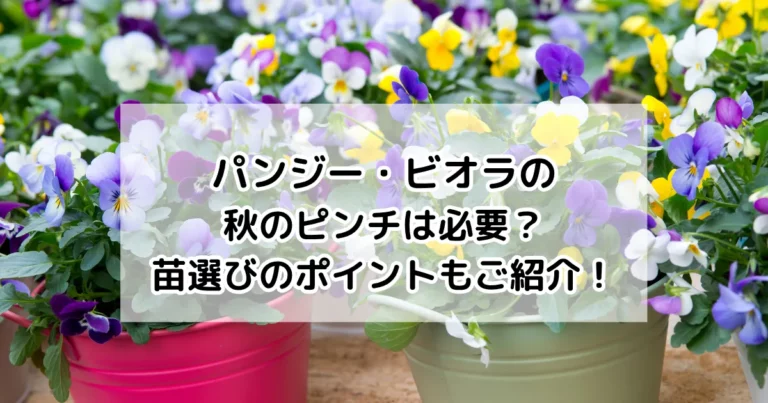 パンジー・ビオラの秋のピンチは必要？苗選びのポイントもご紹介！