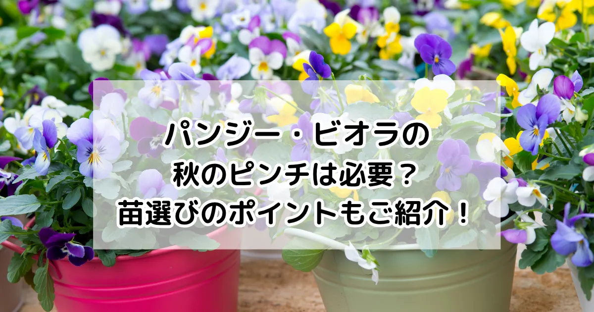 パンジー・ビオラの秋のピンチは必要？苗選びのポイントもご紹介！