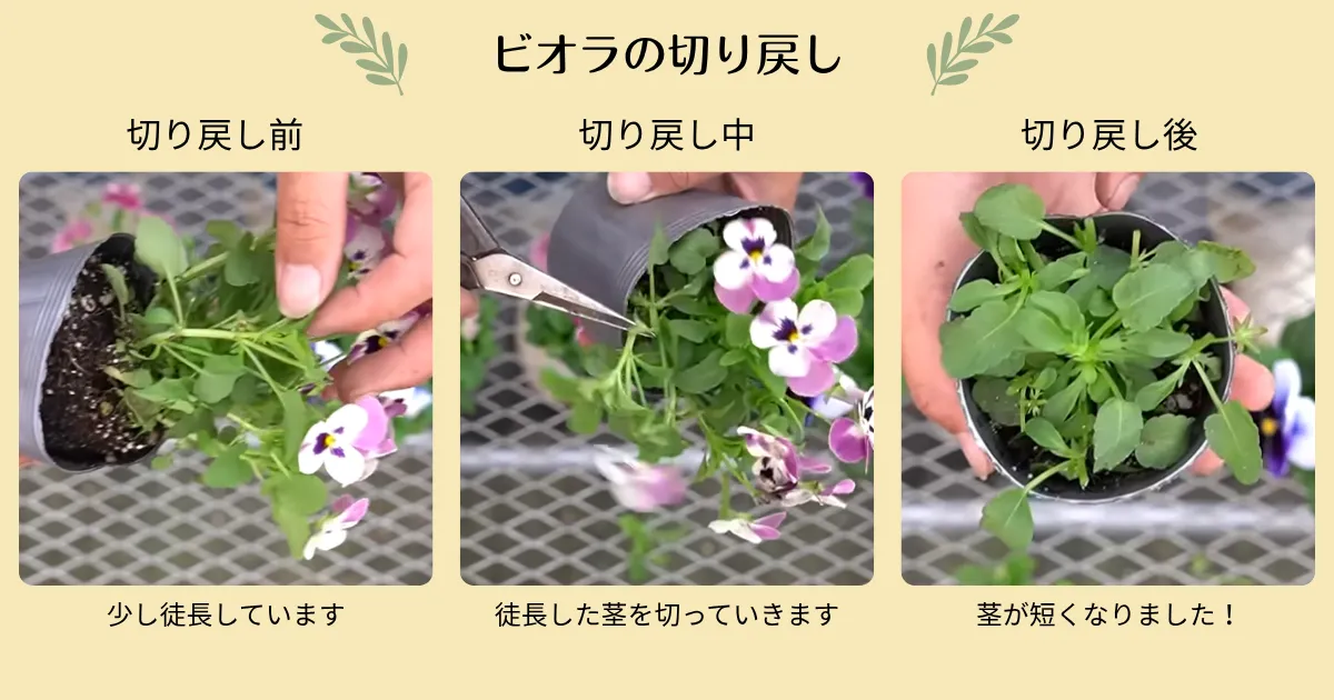 パンジー・ビオラの秋のピンチは必要？苗選びのポイントもご紹介！