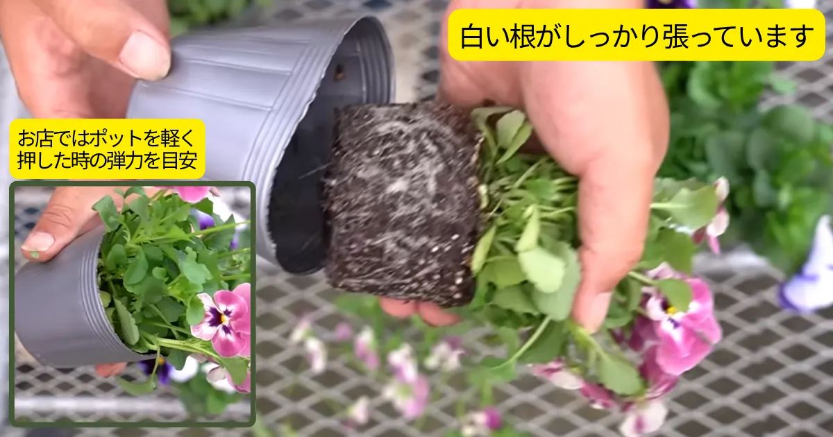 パンジー・ビオラの秋のピンチは必要？苗選びのポイントもご紹介！