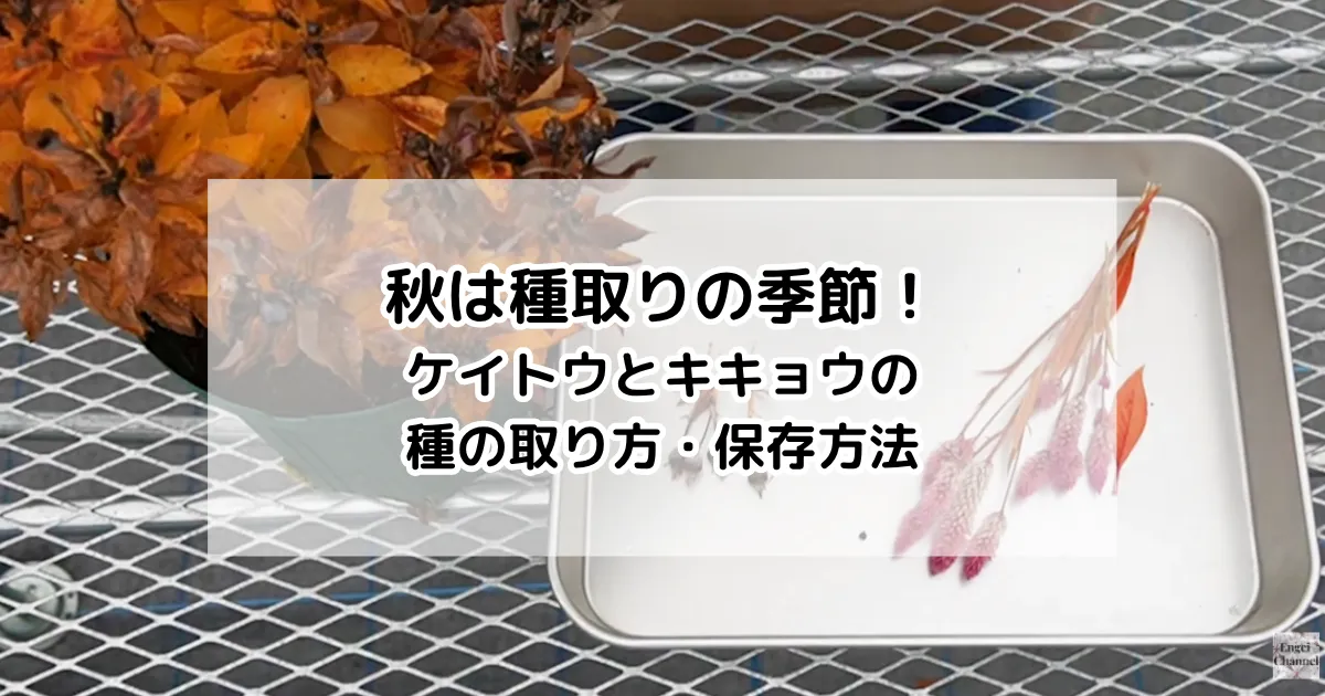 秋は種取りの季節！ケイトウとキキョウの種の取り方・保存方法