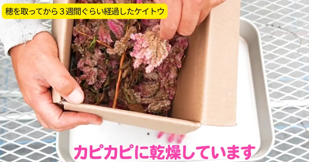 秋は種取りの季節!ケイトウとキキョウの種の取り方・保存方法