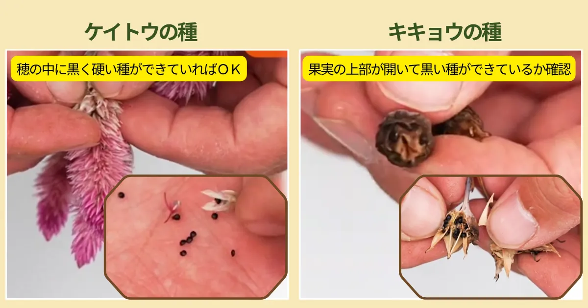 秋は種取りの季節!ケイトウとキキョウの種の取り方・保存方法