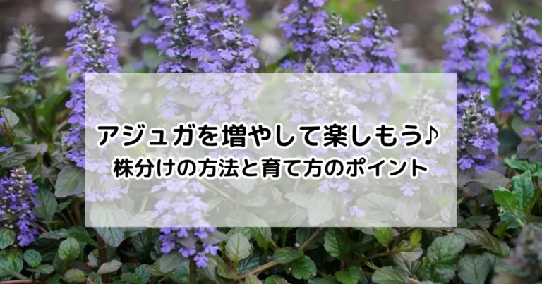アジュガを増やして楽しもう♪ 株分けの方法と育て方のポイント