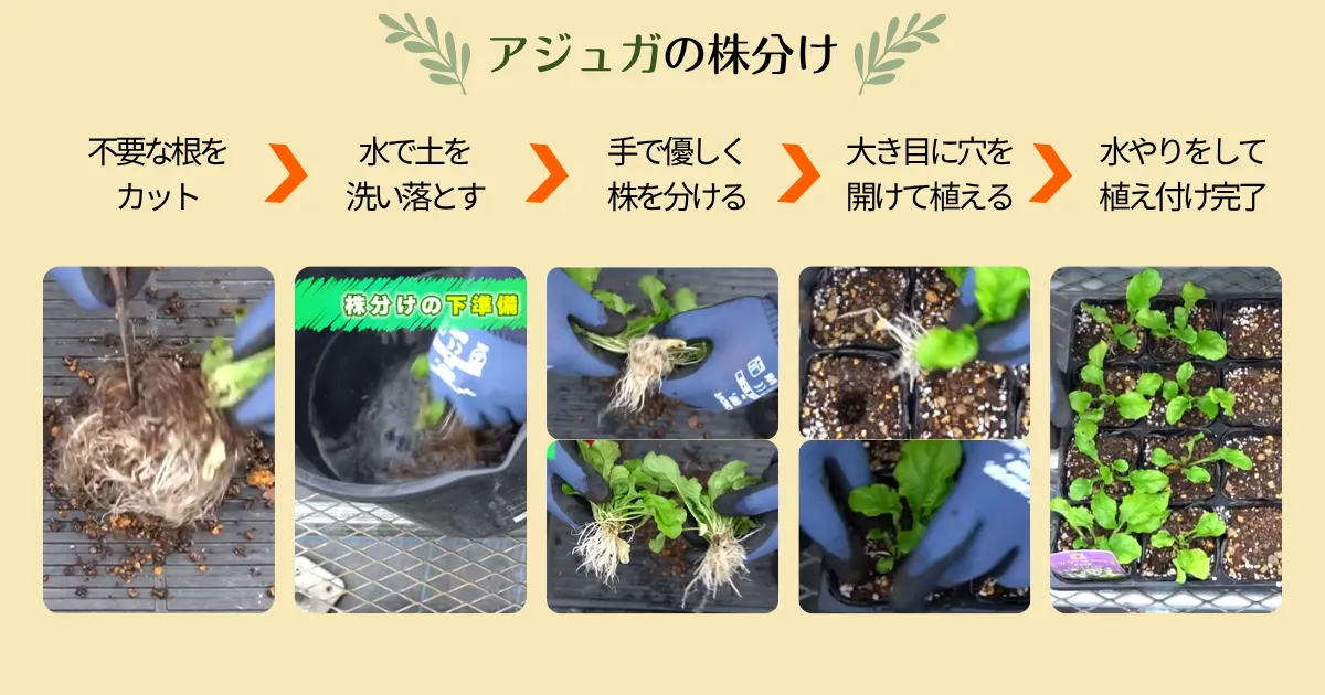 アジュガを増やして楽しもう♪ 株分けの方法と育て方のポイント
