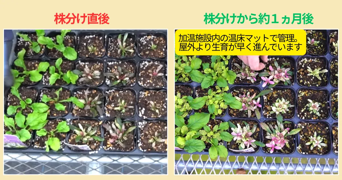 アジュガを増やして楽しもう♪ 株分けの方法と育て方のポイント