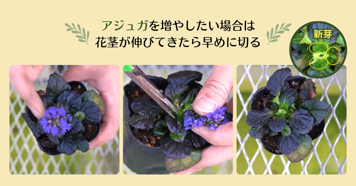 アジュガを増やして楽しもう♪ 株分けの方法と育て方のポイント