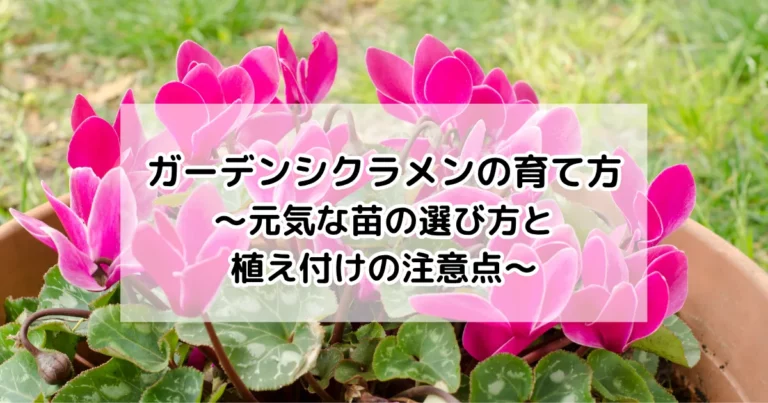ガーデンシクラメンの育て方～元気な苗の選び方と植え付けの注意点～
