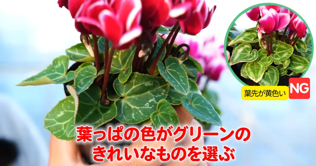 ガーデンシクラメンの育て方～元気な苗の選び方と植え付けの注意点～