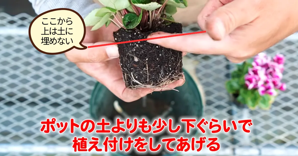ガーデンシクラメンの育て方～元気な苗の選び方と植え付けの注意点～