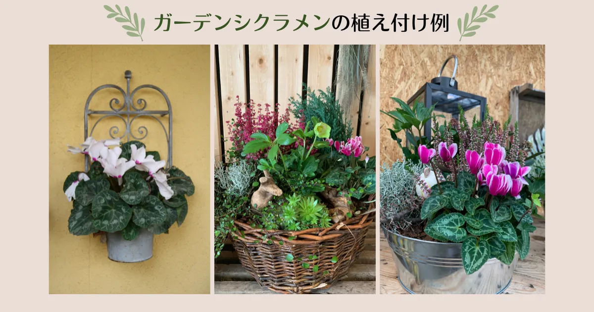 ガーデンシクラメンの育て方～元気な苗の選び方と植え付けの注意点～