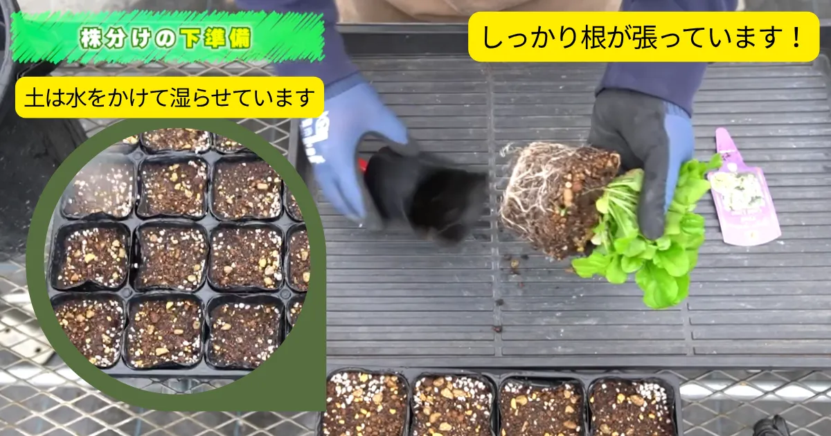 アジュガを増やして楽しもう♪ 株分けの方法と育て方のポイント